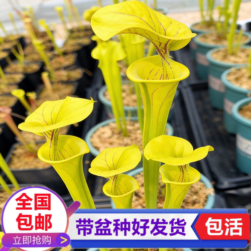 黄瓶瓶子草食虫植物捕蝇草