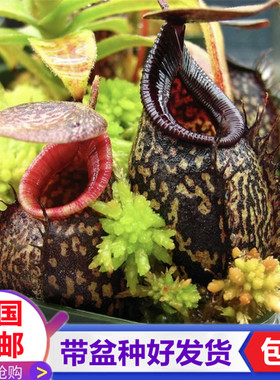 显目马兜铃猪笼草 稀有食虫植物驱蚊草吃虫子苍蝇捕虫草绿植盆栽