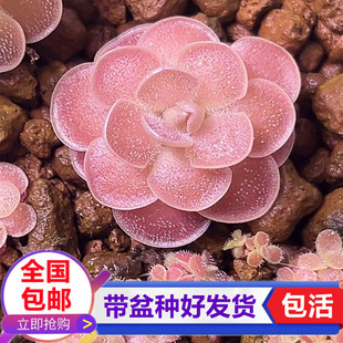 爱丝石灰岩捕虫堇食虫植物粘小黑飞虫食虫草小型捕蝇草食虫草绿植