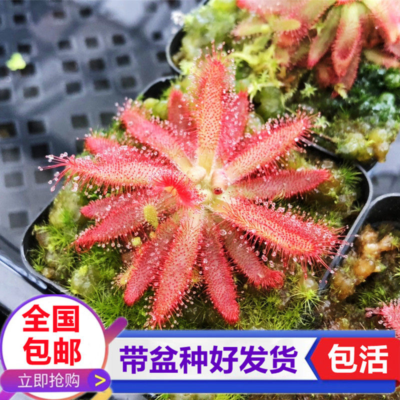 香花/格拉莫哥茅膏菜食虫草吃虫子驱虫草驱蚊食虫植物粘液捕虫草