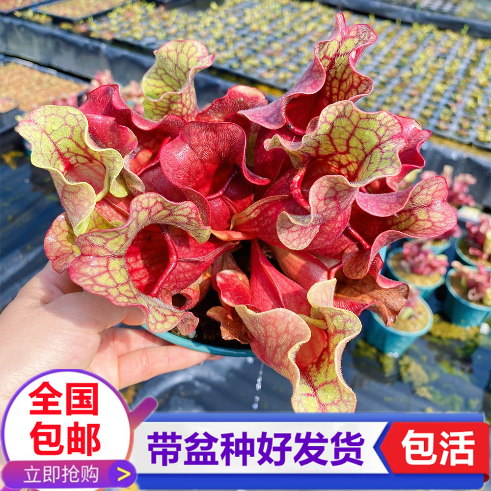 紫瓶瓶子草食虫植物捉苍蝇捕蝇草食虫草食人花捉蚊虫捕虫趣味盆栽