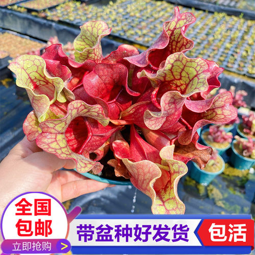 紫瓶瓶子草食虫植物捉苍蝇捕蝇草食虫草食人花捉蚊虫捕虫趣味盆栽