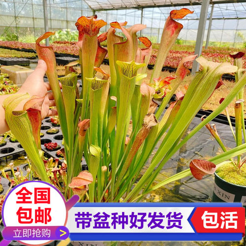 翼状瓶子草 食虫植物捕虫草驱蚊草食虫草捕蝇草食虫花卉绿植造景