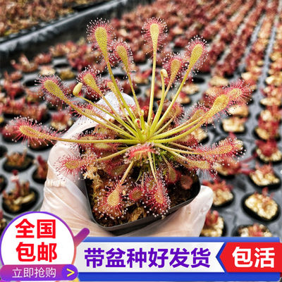 长柄叶茅膏菜 食虫植物捕虫草捉虫子驱蚊食虫草食人花盆栽捕蝇草