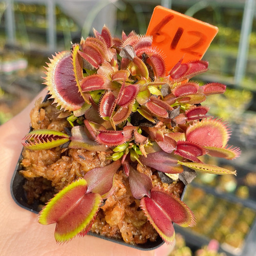 一物一拍612号，红色食人鱼捕蝇草群生，发的就是图片这盆