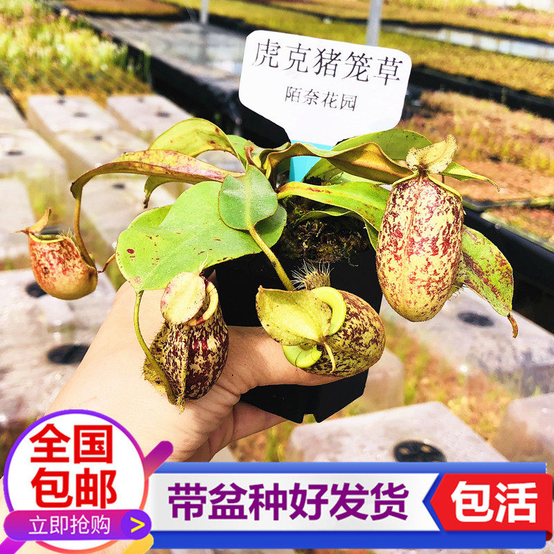 虎克猪笼草食虫植物桌面图片