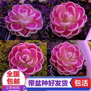 弗洛里捕虫堇 驱蚊食虫草小型食虫植物捉虫捕小黑飞趣味多肉盆栽