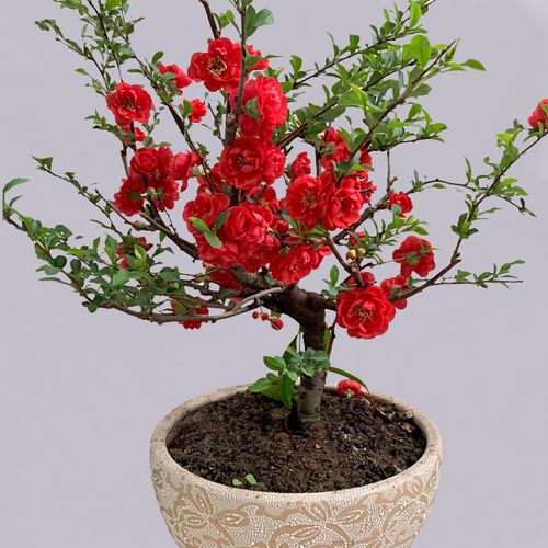 海棠花盆栽四季开花长寿花卉植物带花苞多色盆景室内阳台耐旱热销