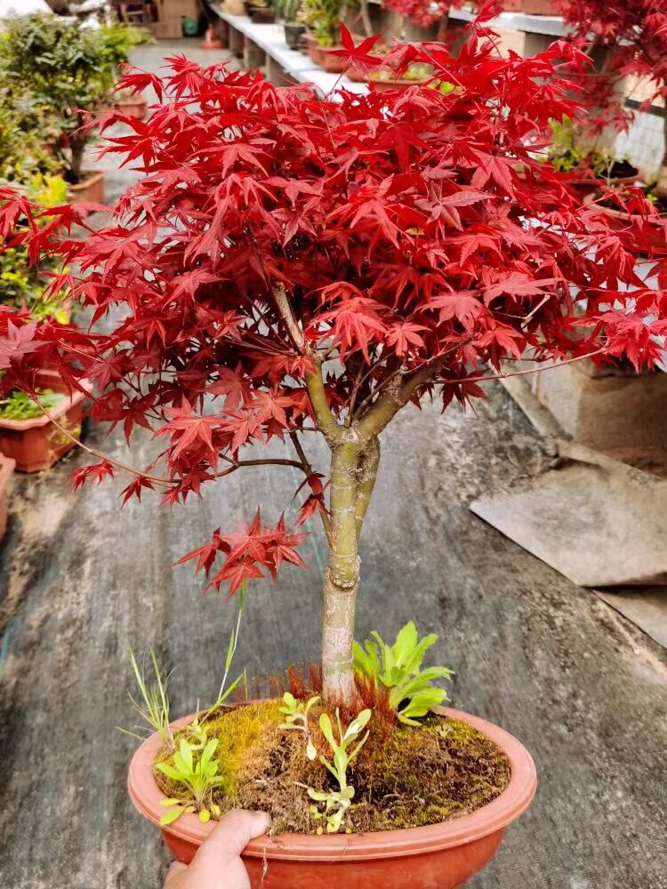 日本红枫盆景老桩红舞姬造型桩阳桌面绿植