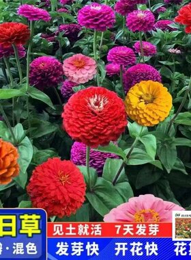 花木小筑春夏秋种子四季可种植
