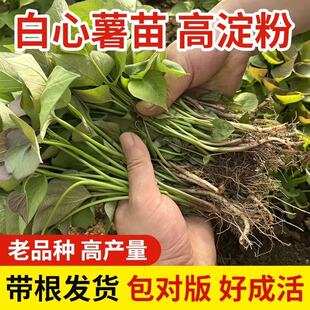 红皮黄心红薯苗番薯苗板栗西瓜红烟蜜薯龙薯玛莎莉地瓜秧产地批发