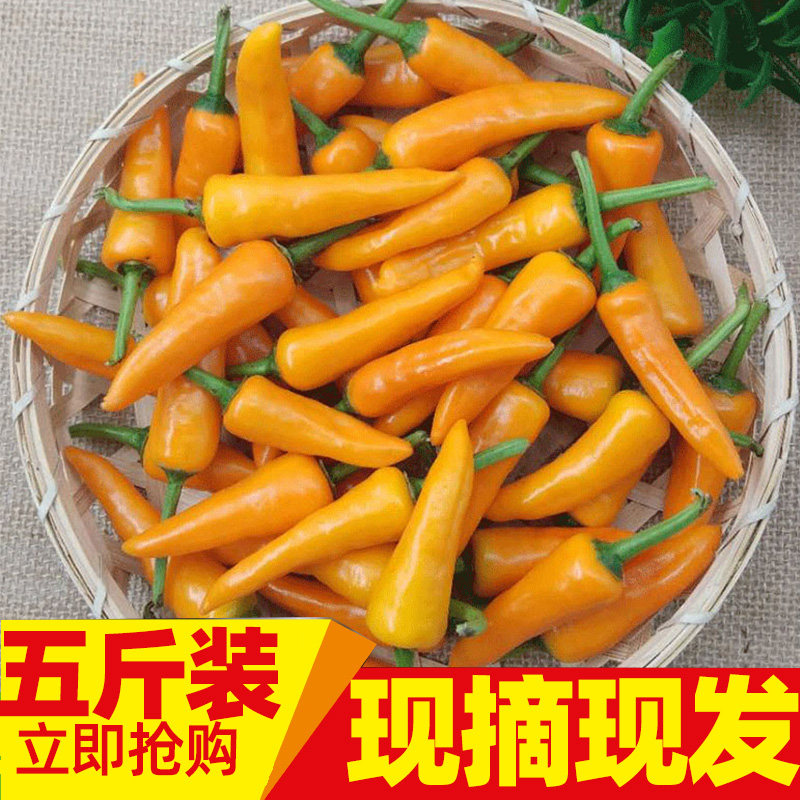包邮5斤装福建永安黄椒泡椒农种新鲜辣椒小黄椒香辣泡椒制作辣酱_虎窝淘