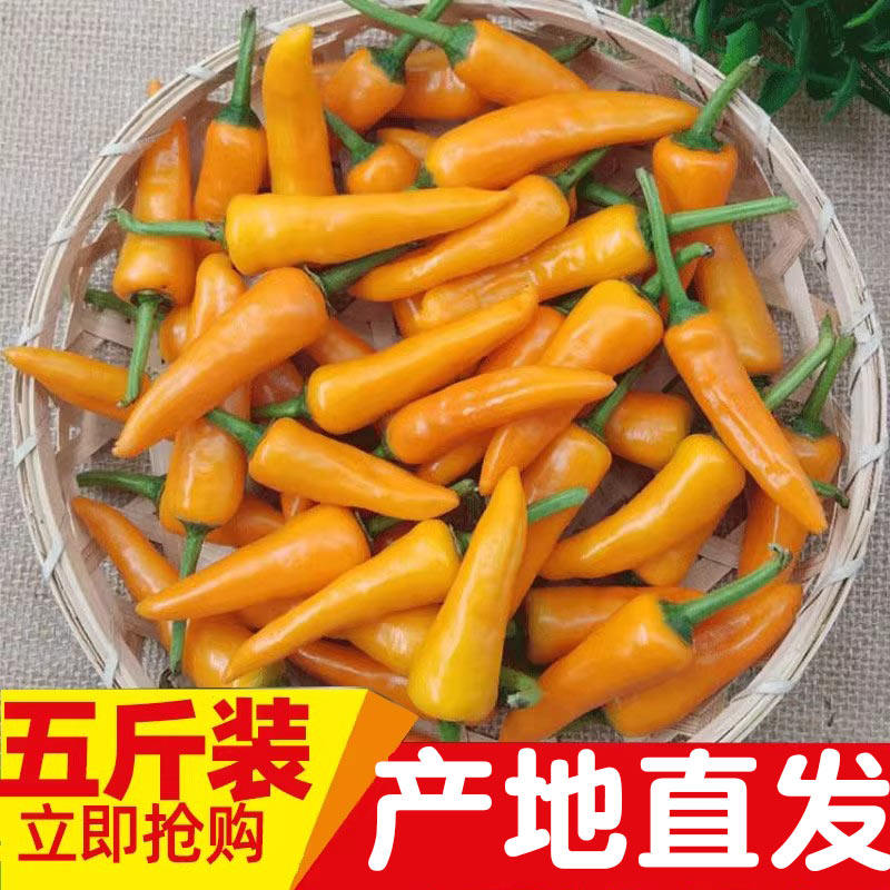 包邮5斤装福建永安黄椒泡椒农种新鲜辣椒小黄椒香辣泡椒制作辣酱