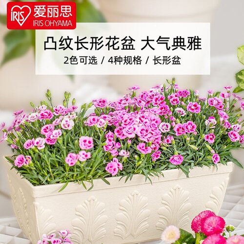 日本iris爱丽思凸纹长方形塑料
