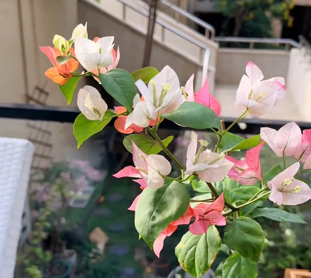 【老客户专拍】三角梅橙口红 原生马斯 凤凰 金边变色龙 粉布丁