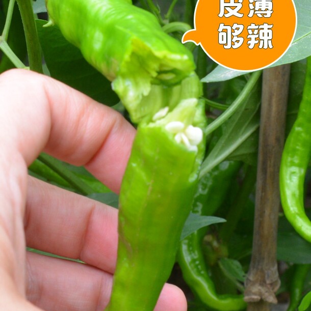 湖南特产新鲜辣椒现摘农家特辣青辣椒青线椒青尖椒青椒1500g包
