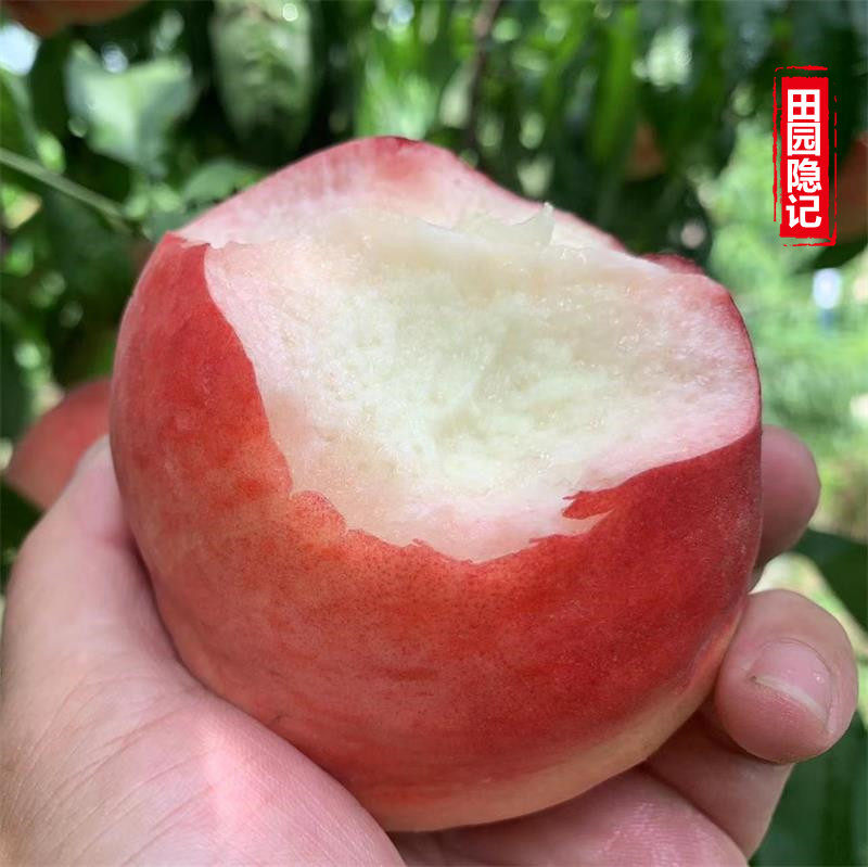 河北新鲜采摘特大京红久保9号软硬桃子夏季孕妇水果脆桃整箱顺丰