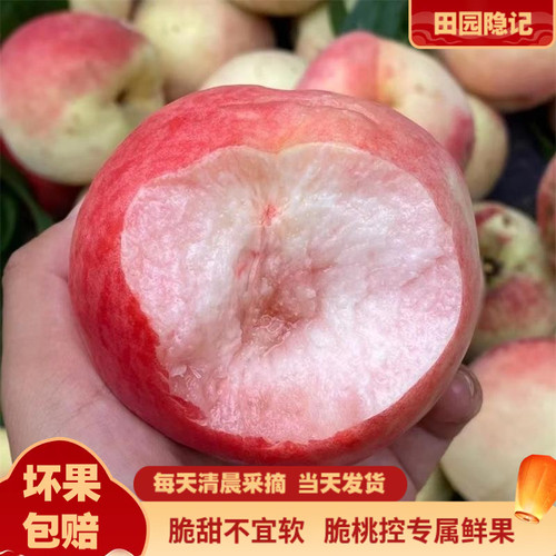 官方推荐河北现摘脆桃5斤包邮