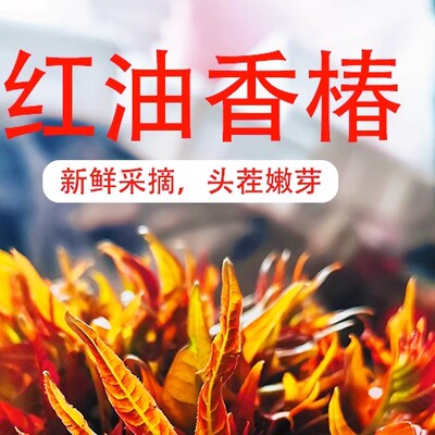 顺丰包邮山西露天香椿芽大地头茬红油香椿菜春芽春菜冰鲜装