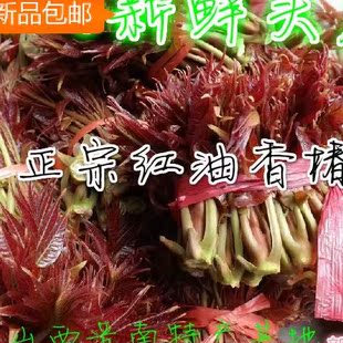 产地山西运城露天新鲜头茬红油香椿芽嫩芽春芽树上蔬菜冰鲜装包邮