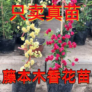 开花红黄木香藤本爬藤植物白木香树苗重瓣庭院盆栽墙 木香花苗四季