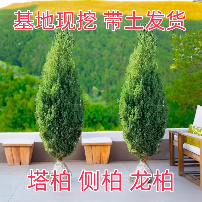 塔柏松柏树苗坟地松带土清明墓地侧柏四季长青宝塔松扁柏植物地栽图片