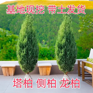 塔柏松柏树苗坟地松带土清明墓地侧柏四季长青宝塔松扁柏植物地栽