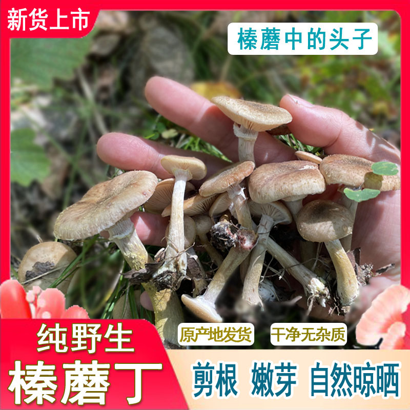 2023东北天然榛蘑丁香菇菌类特级...