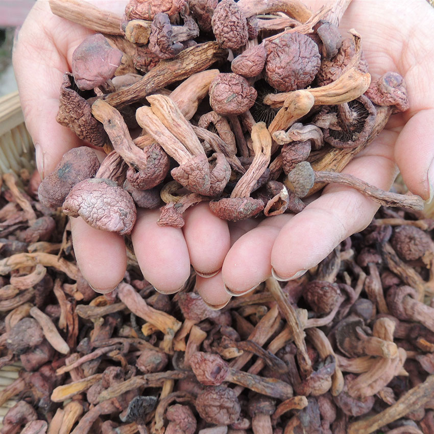 新货东北特产野生红蘑丁肉蘑松树伞小钉精选剪根500克包邮足秤
