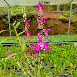 杂交红花铜皮石斛兰洋兰盆栽花卉阳台绿植红花石斛兰花苗