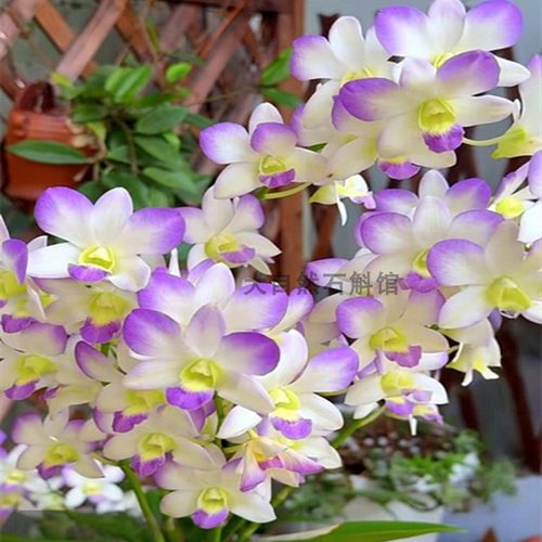 特价秋石斛阿里兰石斛盆栽洋兰花卉办公室阳台绿植网红石斛兰花苗