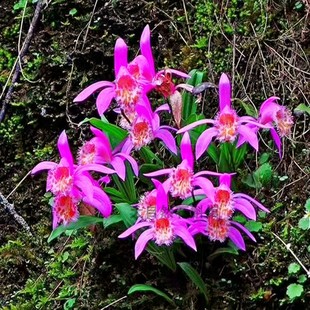 红花独蒜兰 兰科植物盆栽绿植雨林缸造景秀珍矮小兰花苗洋兰花卉