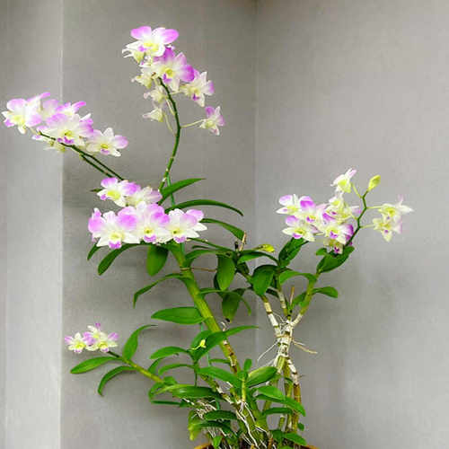 秋石斛 胭脂 石斛盆栽洋兰花卉办公室阳台绿植网红石斛兰花苗