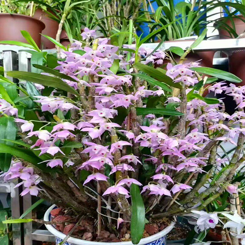 重唇石斛兰盆栽石斛兰洋兰绿植花卉多花石斛金鱼石斛兰附生兰花苗