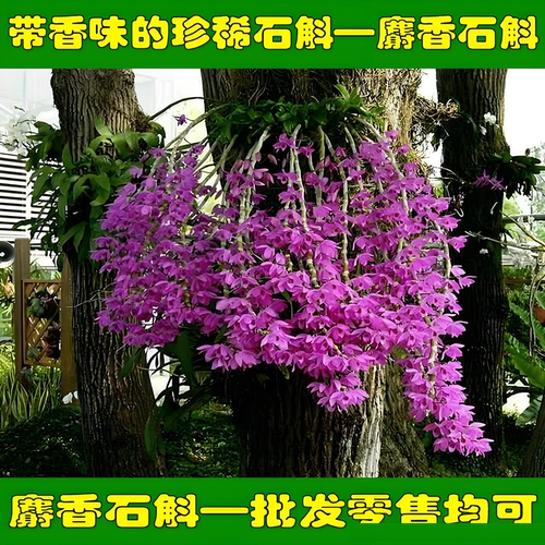 带花苞麝香石斛苗盆栽