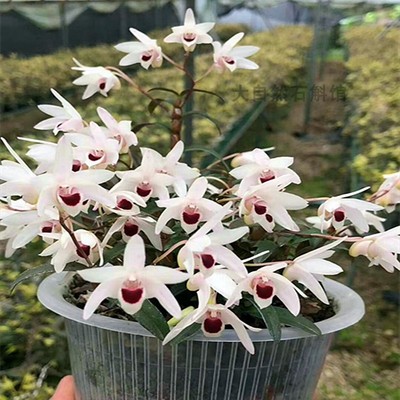石斛兰科春天袖珍稀少