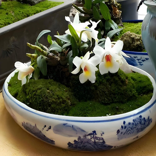 云南喉红石斛苗石斛洋兰花苗石斛兰石斛盆栽苗造景石斛苗园艺石斛