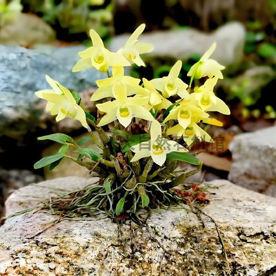 四年正宗米斛盆栽苗石斛苗盆栽超铁皮石斛兰花矮小多肉鲜条可食用