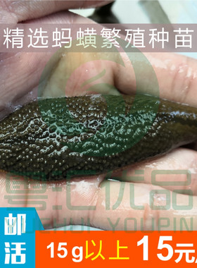 精选繁殖水蛭活体 精选繁殖野生菲牛蛭 精选繁殖吸血蚂蟥繁殖蚂蟥