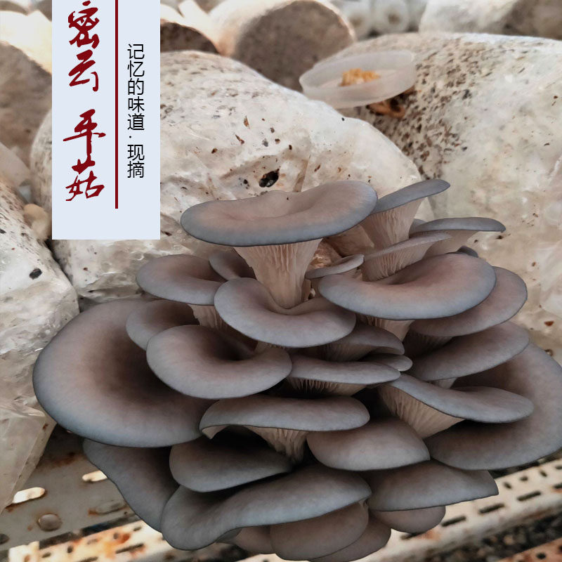 【密云本地平菇】  生态种植 农家肥无农药当日采摘 400g