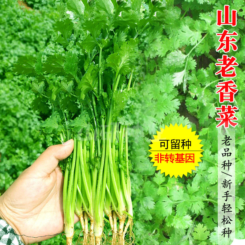 山东老香菜种子铁杆香菜籽耐热耐抽薹芫荽青菜种籽阳台春夏秋种孑