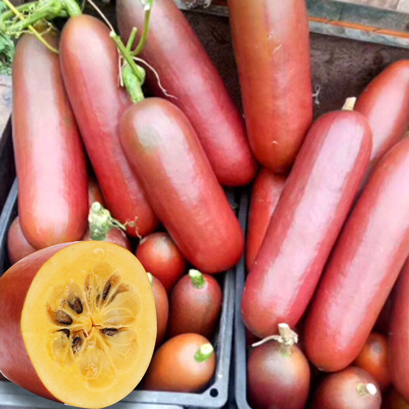 南美火腿甜瓜种籽香如蜜香瓜甜瓜种子特大香甜水果春季夏四季高产
