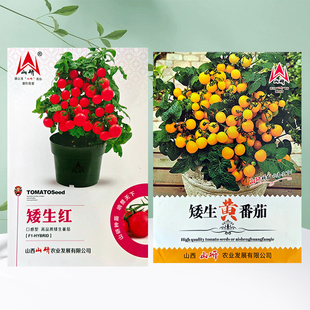 矮生盆栽樱桃小番茄种苗 圣女果西红柿种子阳台四季蔬菜种籽种孑