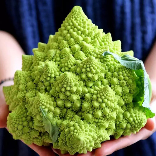 花菜种籽素材模板 花菜种籽图片下载 小麦优选