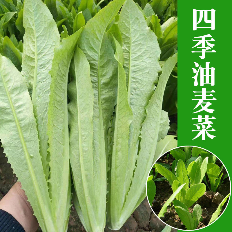 四季油麦菜种子红叶油麦菜种籽春季四季阳台盆栽庭院四季蔬菜种孑