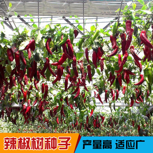 寿光菜博会多年生辣椒树种子辣椒种籽尖椒四季播阳台盆栽蔬菜种孑
