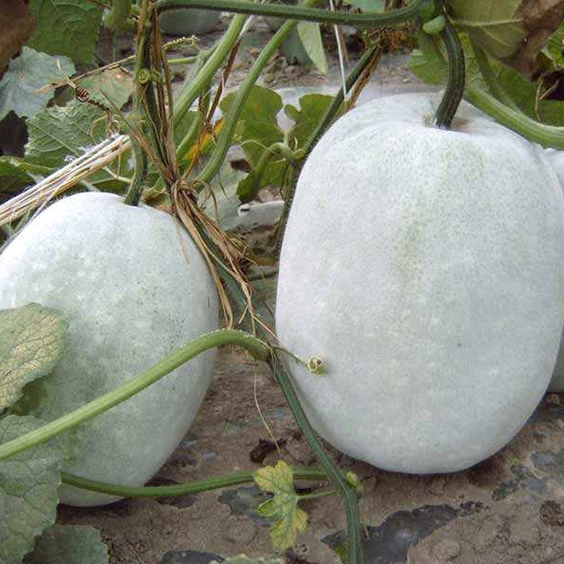 特大粉皮冬瓜种子粉宝冬瓜种子基地用杂交种盆栽阳台蔬菜种籽种孑