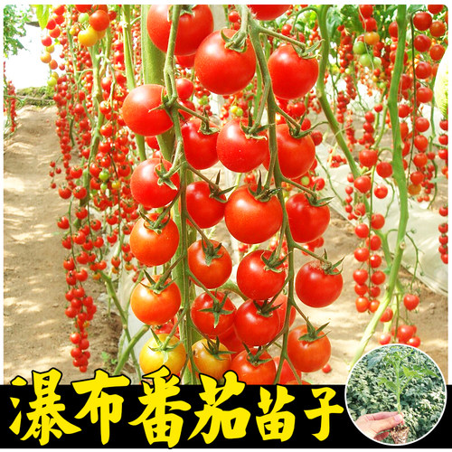 山研四季酸甜爽口瀑布番茄产量高