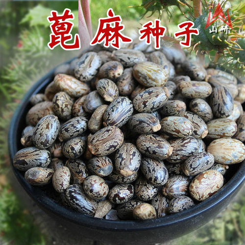 新货野生春夏秋冬包邮蓖麻籽