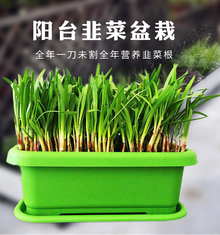 韭菜根苗新紫根头小细叶韭菜种子阳台盆栽大田现挖韭菜苗种籽四季
